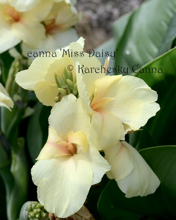 canna 'White Butterflies' – South Ridge Farm & Botanic Gardens