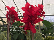 Load image into Gallery viewer, canna &#39;Red Tiger&#39;