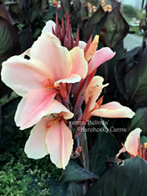 Load image into Gallery viewer, canna &#39;Belinda&#39;
