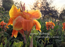Load image into Gallery viewer, canna &#39;Bethany’