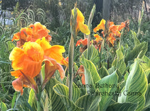 Load image into Gallery viewer, canna &#39;Bethany’