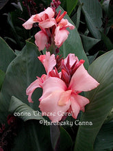 Load image into Gallery viewer, canna &#39;Chinese Coral&#39;