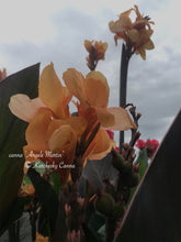 Load image into Gallery viewer, canna &#39;Angele Martin&#39;