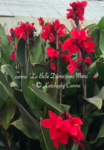Load image into Gallery viewer, canna &#39;La Belle Dame sans Merci&#39;