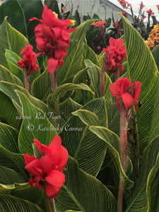 canna 'Red Tiger'