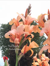 Load image into Gallery viewer, canna &#39;Peach Butterflies&#39;