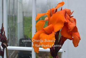 canna 'Orange Beauty'