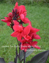 Load image into Gallery viewer, canna &#39;La Belle Dame sans Merci&#39;