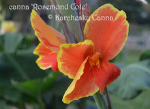 Load image into Gallery viewer, canna &#39;Rosemond Cole&#39;