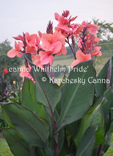 Load image into Gallery viewer, canna &#39;Whithelm Pride&#39;