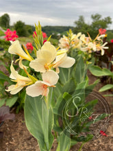 Load image into Gallery viewer, canna &#39;White Butterflies’