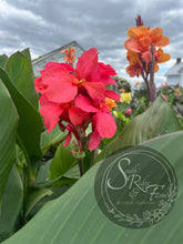 Load image into Gallery viewer, canna &#39;Divine Pink&#39;