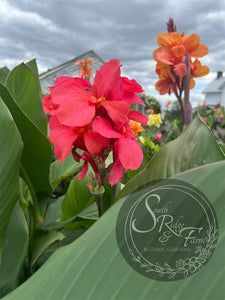 canna 'Divine Pink'