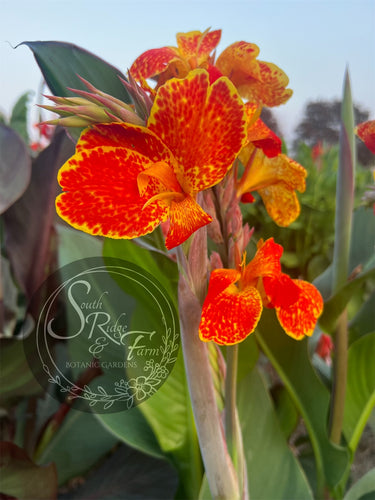 canna 'Calimero'