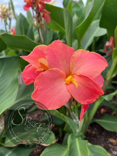 canna ‘Pink Lemonade'