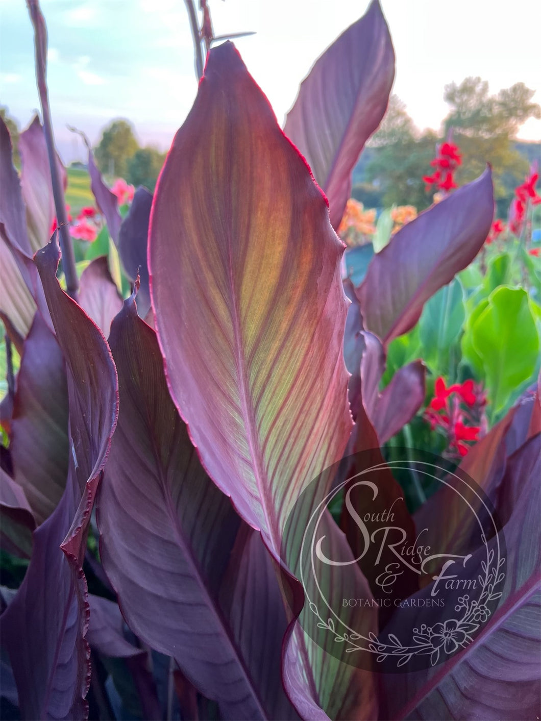 canna 'Ripples'