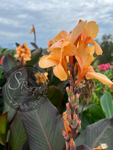 canna 'Angele Martin'