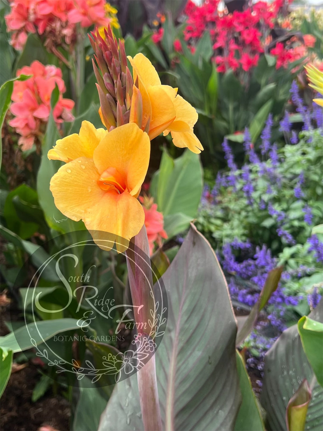 canna 'Antique Brass'