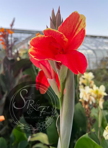 canna 'Rosemond Cole'