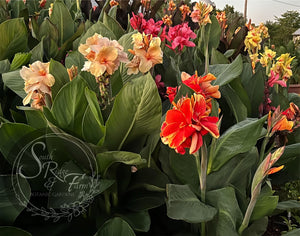 canna 'Princess Di'