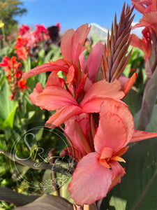 canna 'Wild Thing’