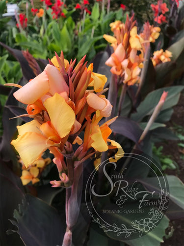 canna 'Candles'