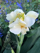 Load image into Gallery viewer, canna &#39;Little Miss Stella&#39;