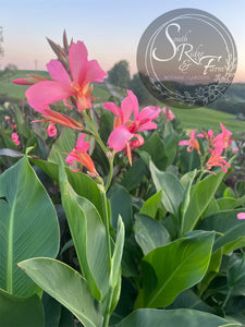 canna 'Pink Butterflies'