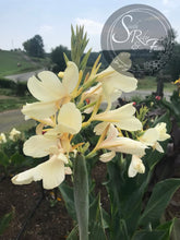 Load image into Gallery viewer, canna &#39;White Butterflies’