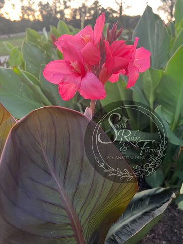 canna 'Rosever'