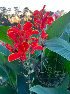 canna 'Butterfly Brocade'