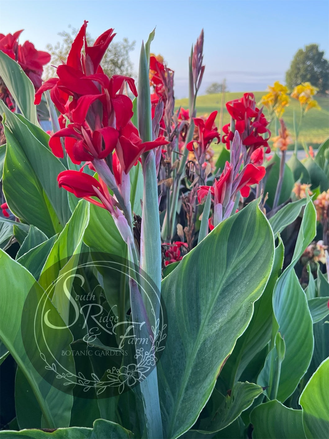 canna 'Tornado'