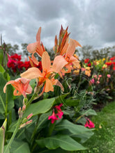 Load image into Gallery viewer, canna &#39;Peach Butterflies&#39;