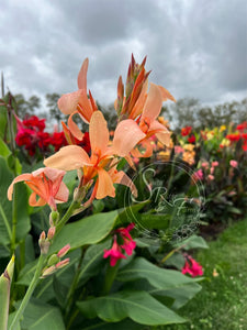 canna 'Peach Butterflies'