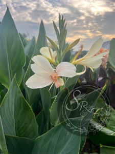 canna 'White Butterflies’