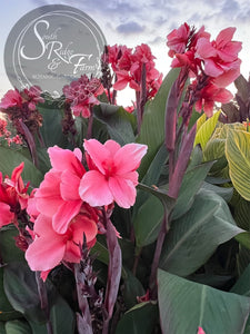 canna 'Strawberry Delight'