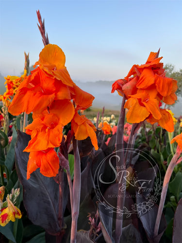 canna 'Wyoming'