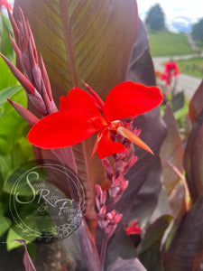 canna 'Chocolate Cherry'