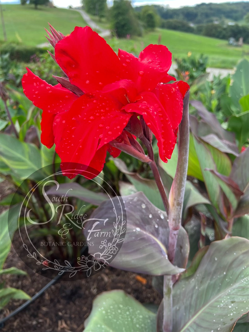 canna 'Black Knight'