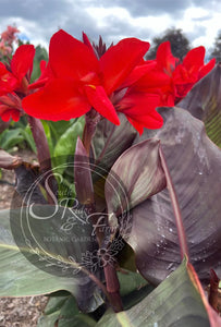 canna 'Black Jasper'