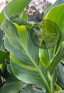 canna 'Princess Charlotte'