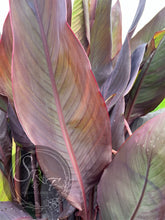 Load image into Gallery viewer, canna &#39;Chocolate Cherry&#39;