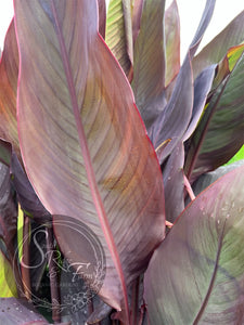 canna 'Chocolate Cherry'