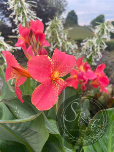 canna 'Femme Fatale'