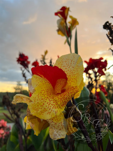 canna 'Cleopatra Variegated'