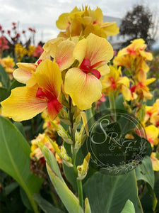 canna 'Rosalinda'