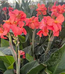 canna 'Rose Quartz'