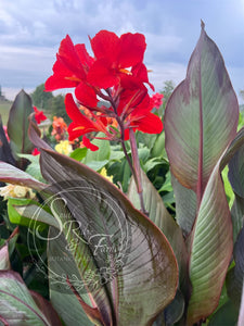 canna 'Joker'