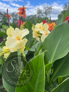 canna 'Dawn's Early Light'