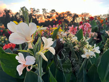 Load image into Gallery viewer, canna &#39;White Butterflies’